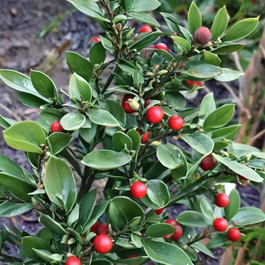 Ruscus aculeatus 'Wheeler's'