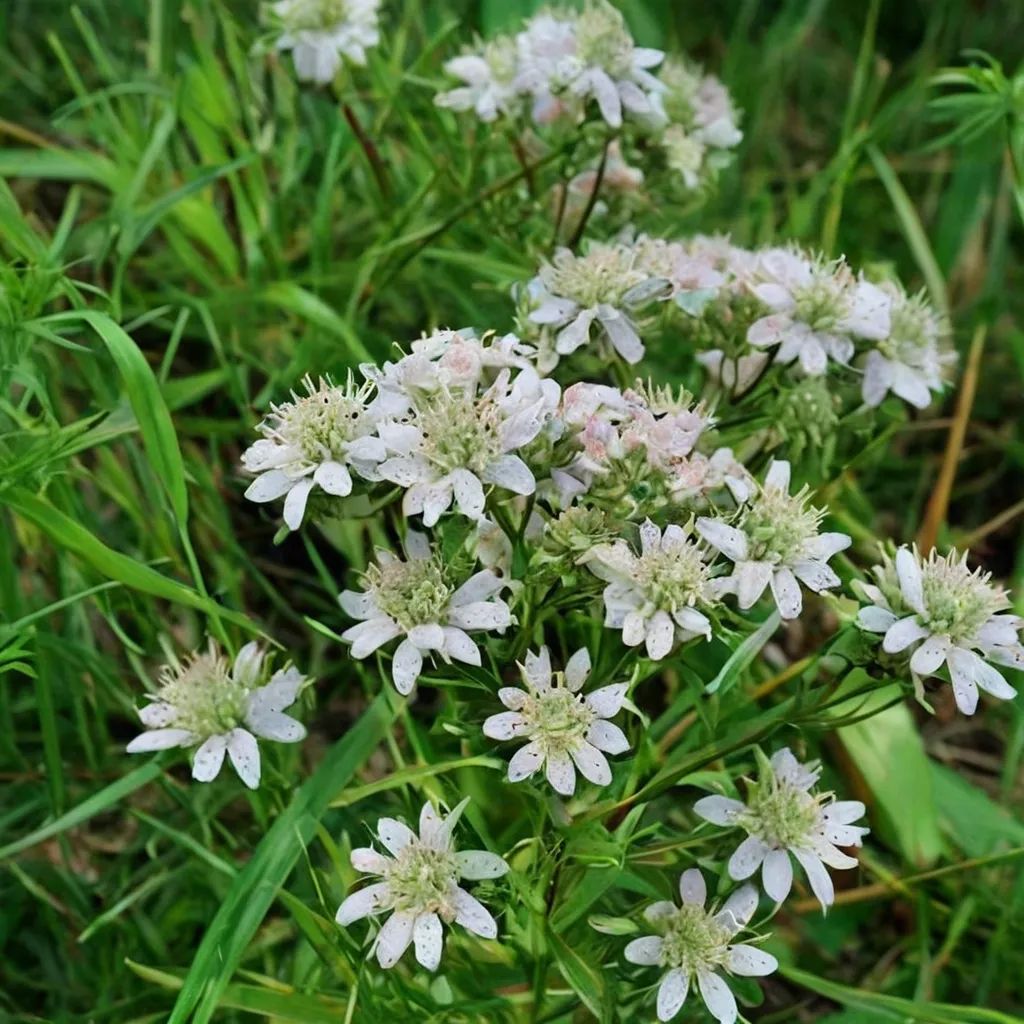 Pycnanthemum tenuifolium
