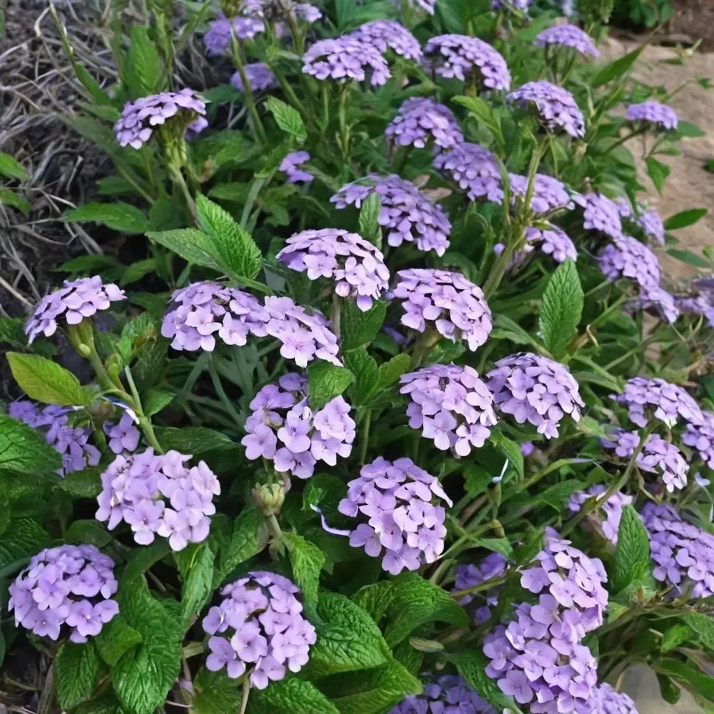 Verbena bonariensis 'Blue Princess'