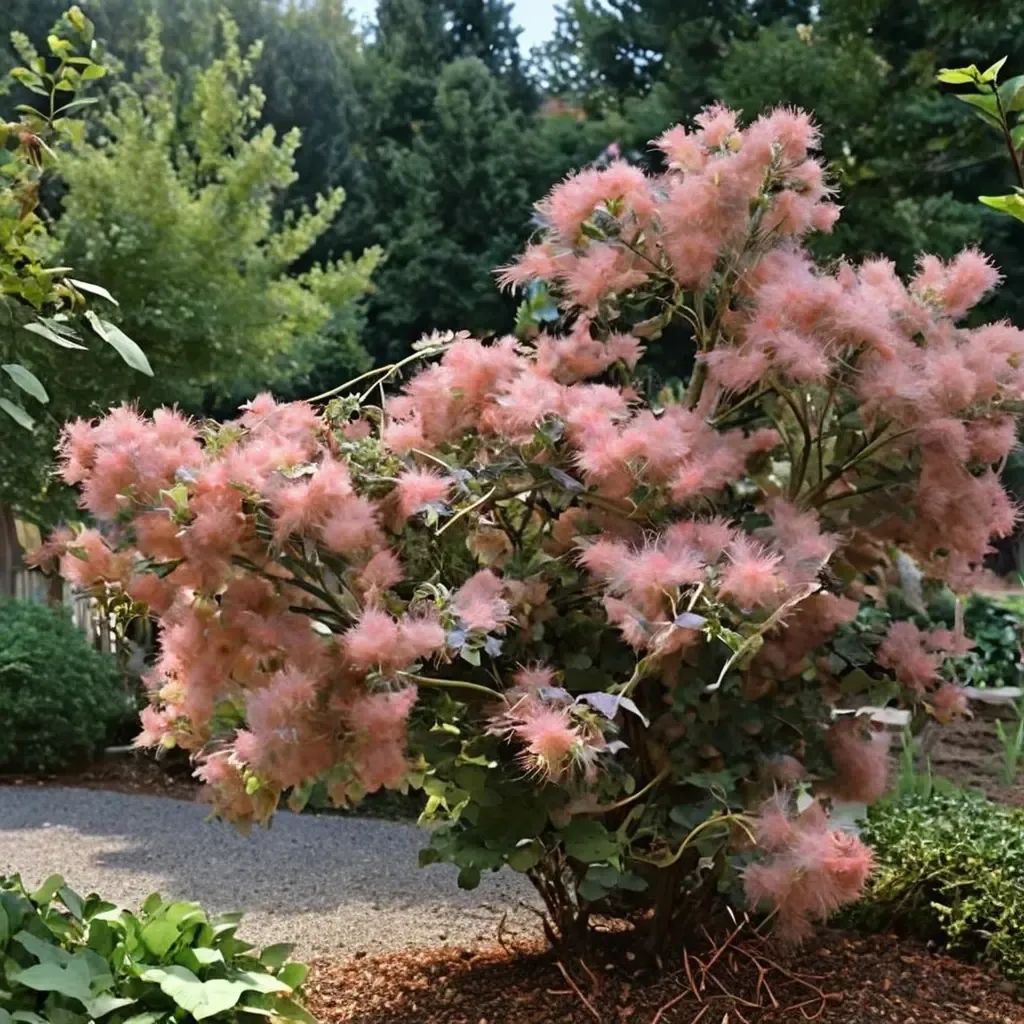 Cotinus Grace' 'Grace'
