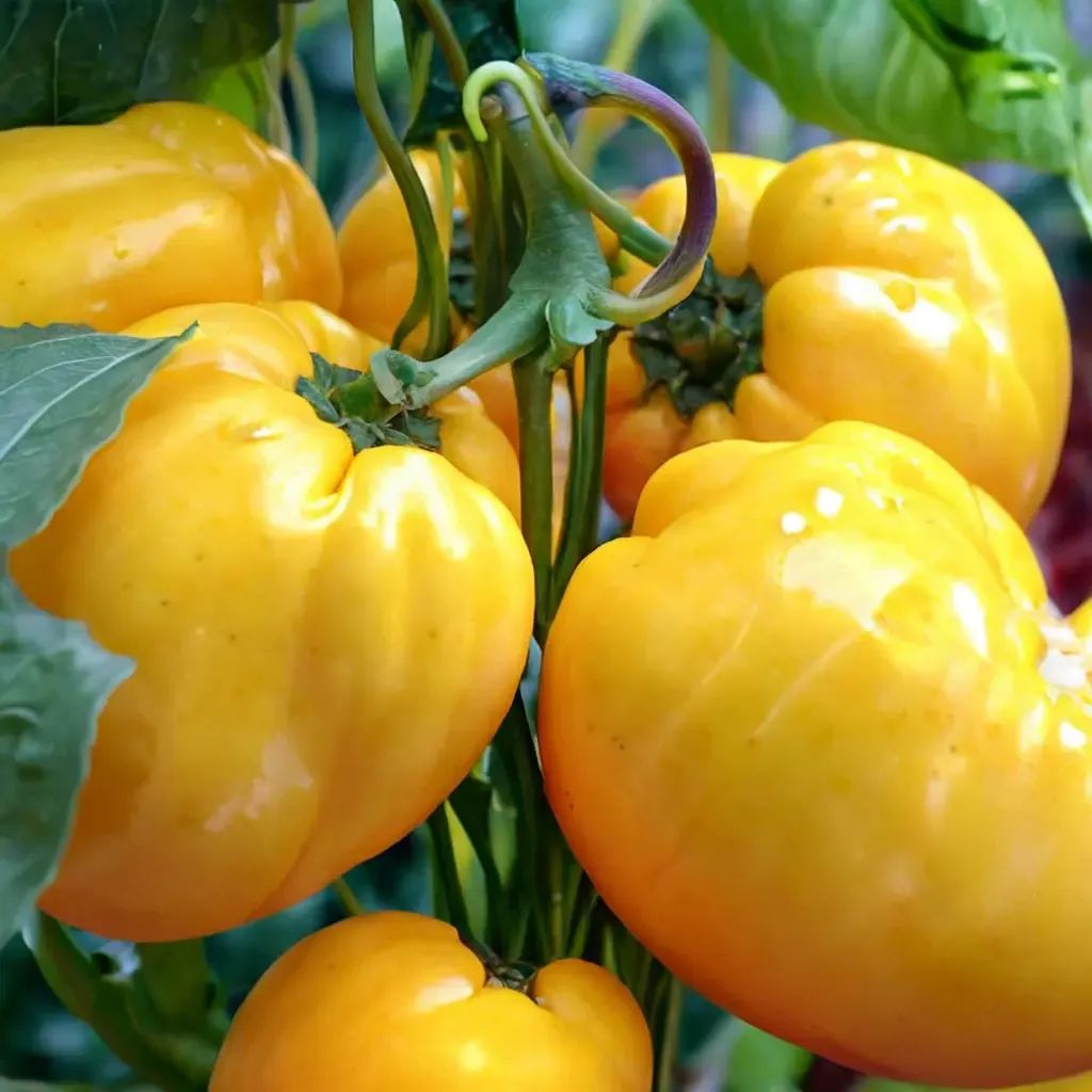 Capsicum annuum 'Golden California Wonder'