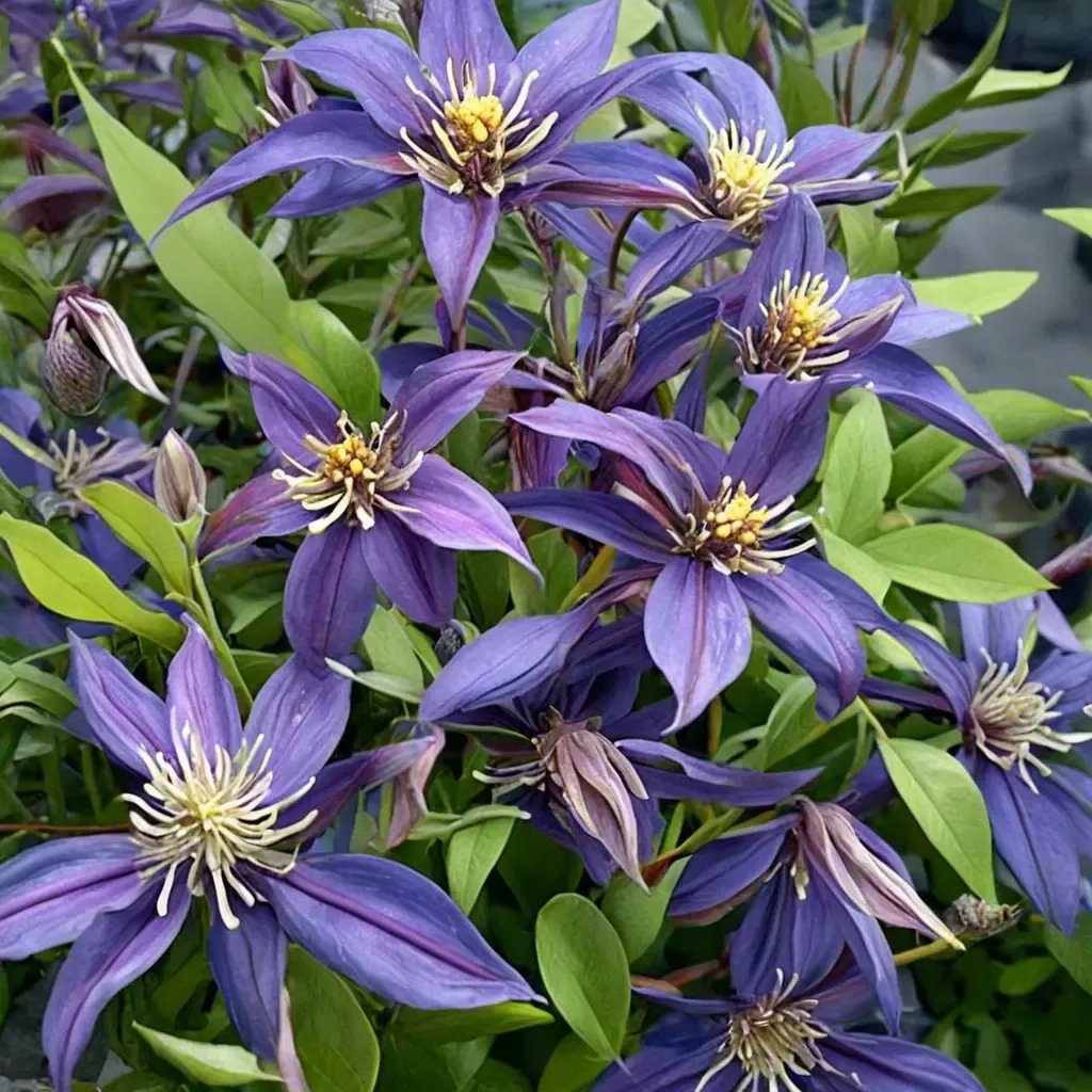Clematis terniflora 'Mississippi River'