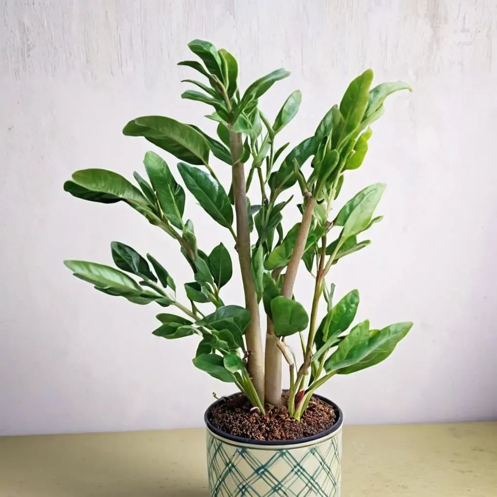 Zamioculcas zamiifolia 'Celadon'