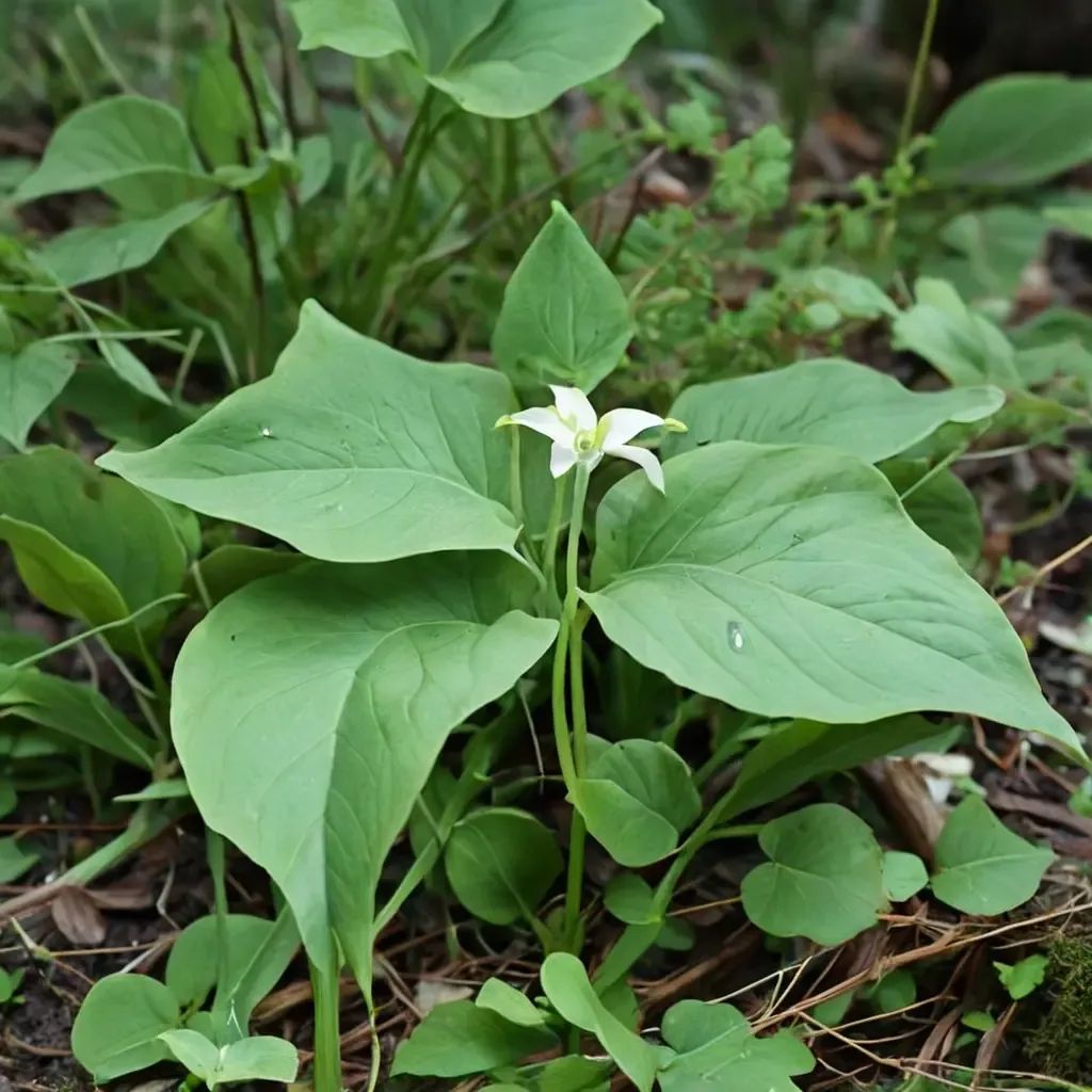 Trillium tschonoskii