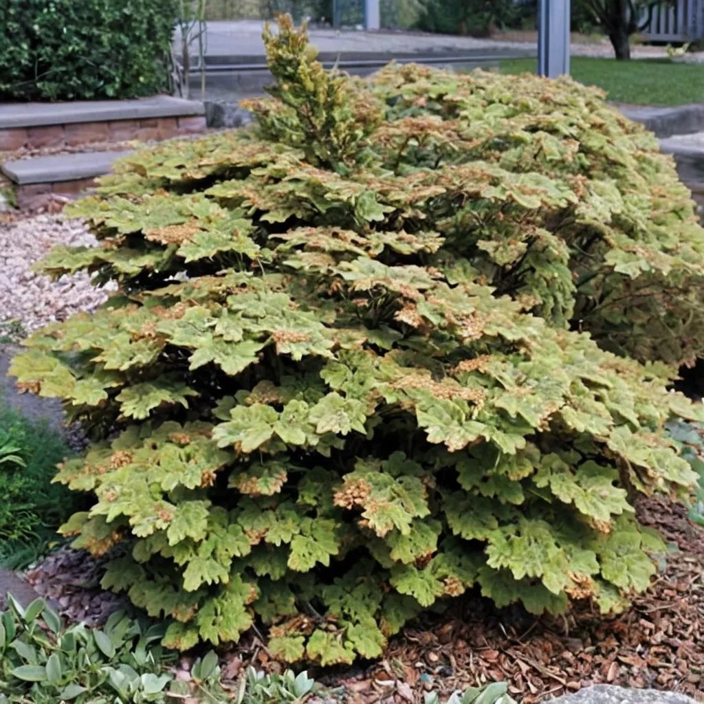 Chamaecyparis obtusa 'Pygmaea'