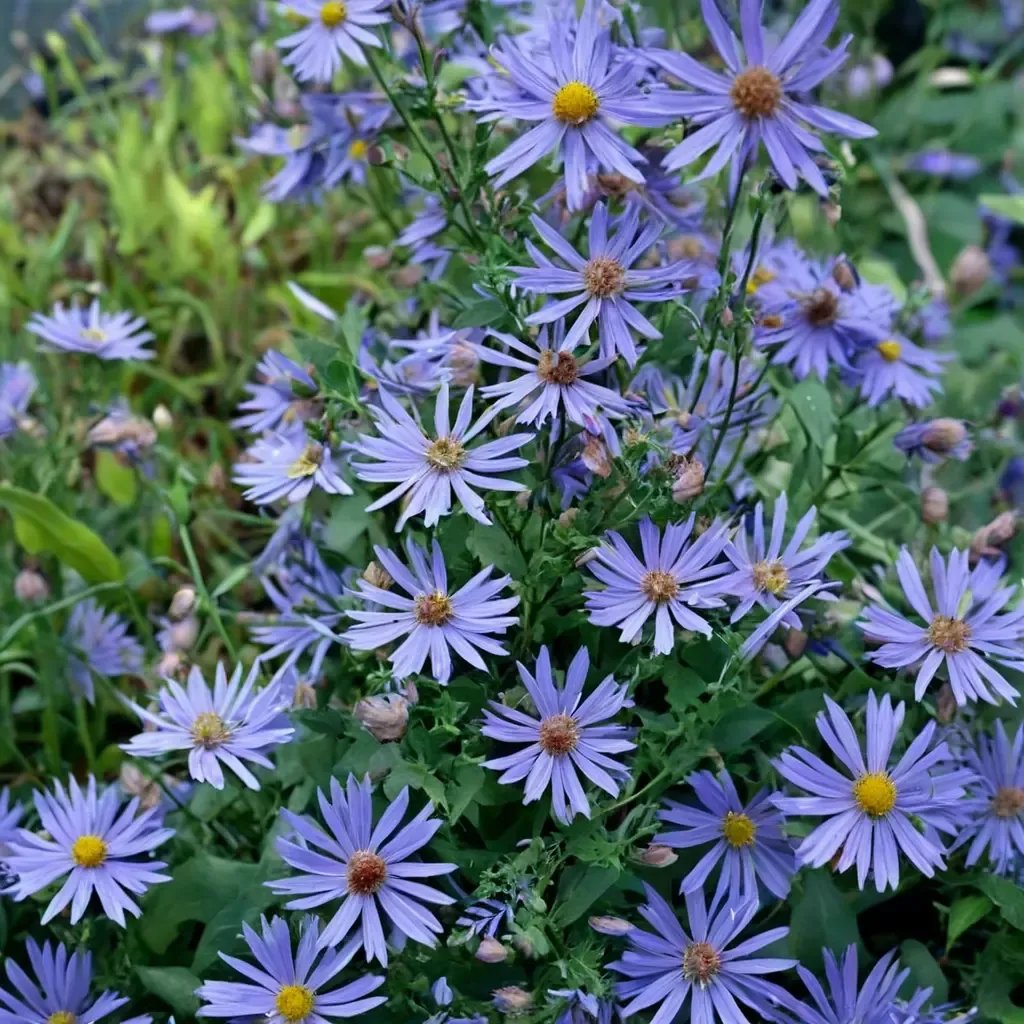 Aster x frikartii 'Bluebird'