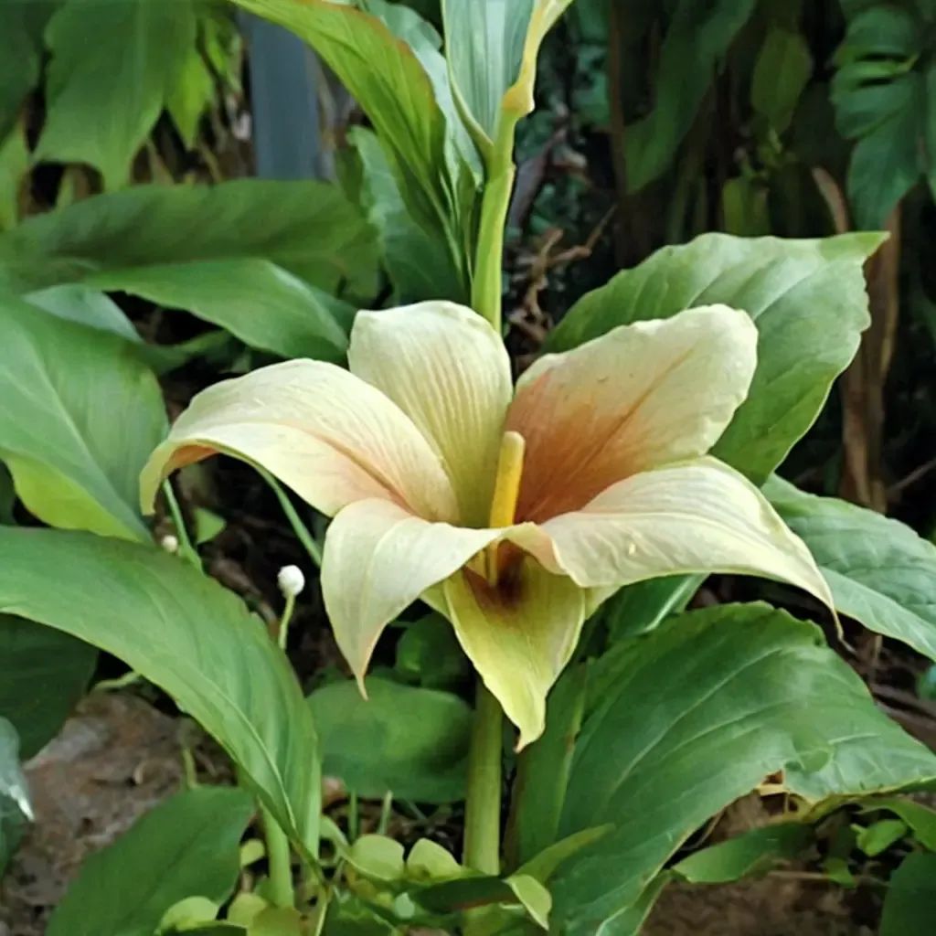 Zantedeschia aethiopica 'Treasure'
