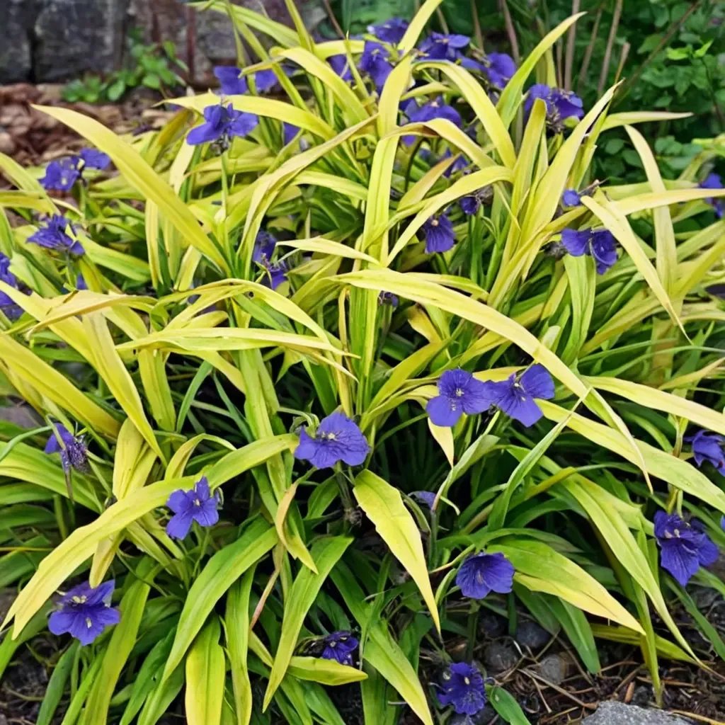 Tradescantia occidentalis 'Sweet Kate'