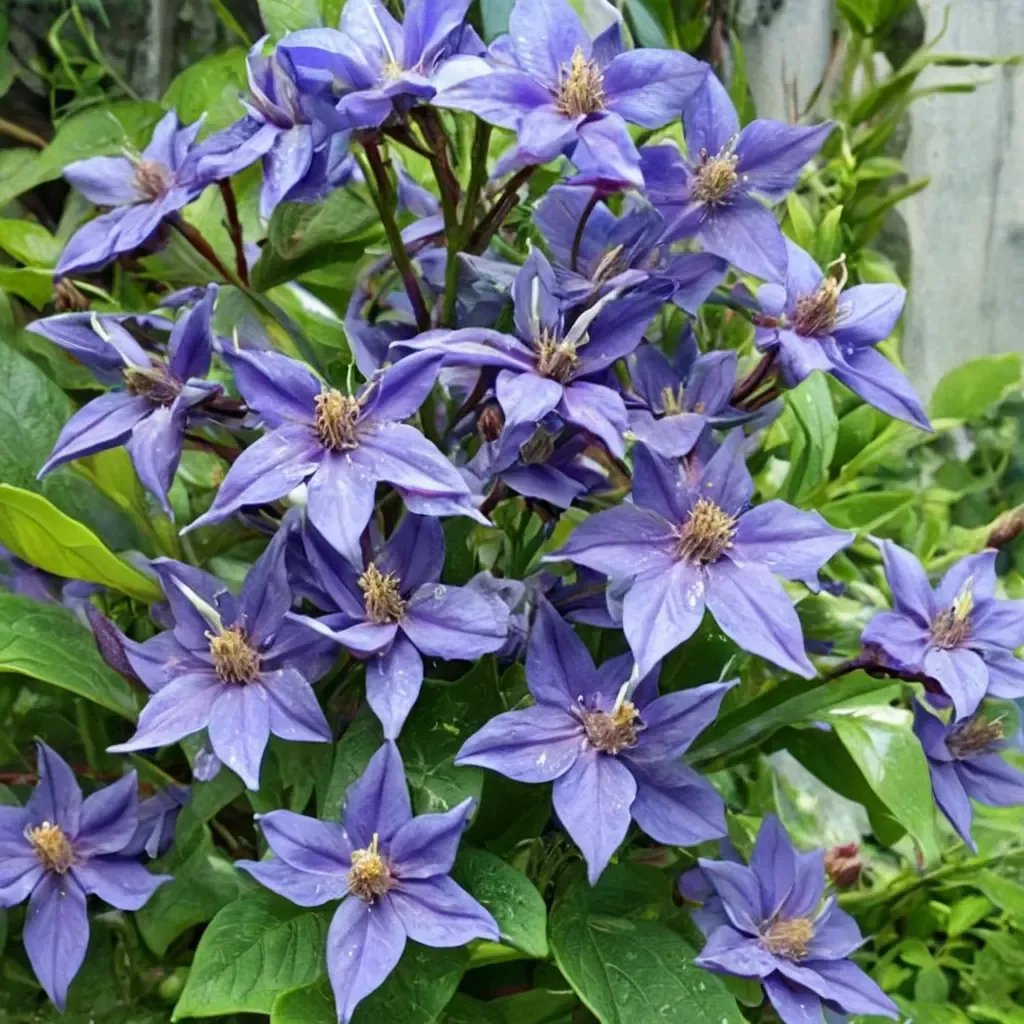 Clematis x durandii 'Eyres' Gift'