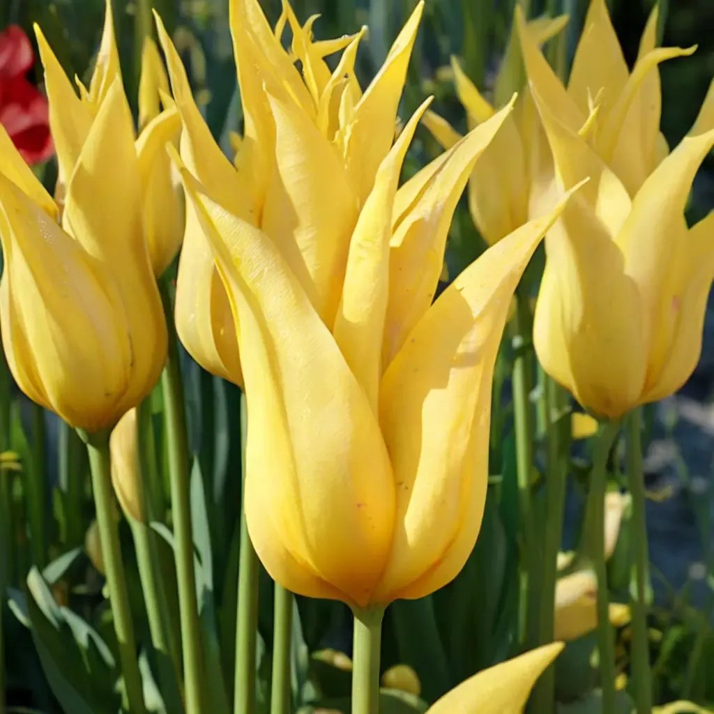 Tulipa tulipae 'West Point'