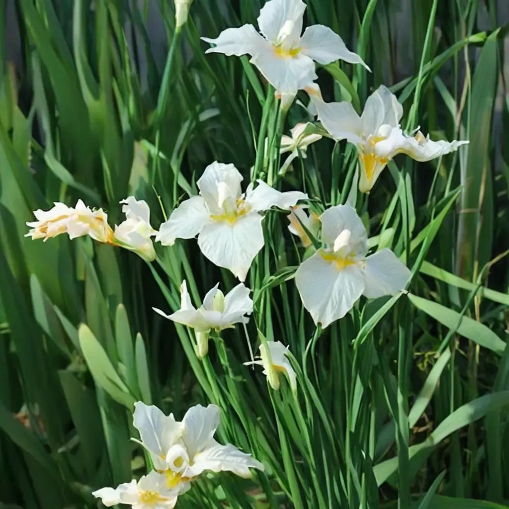Iris sibirica 'Snow Queen'
