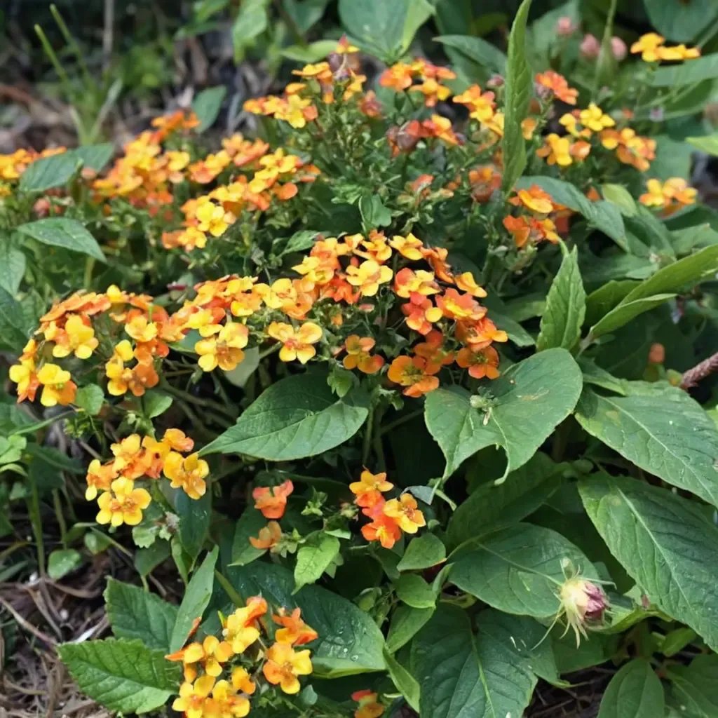 Lantana camara 'Star Landing'