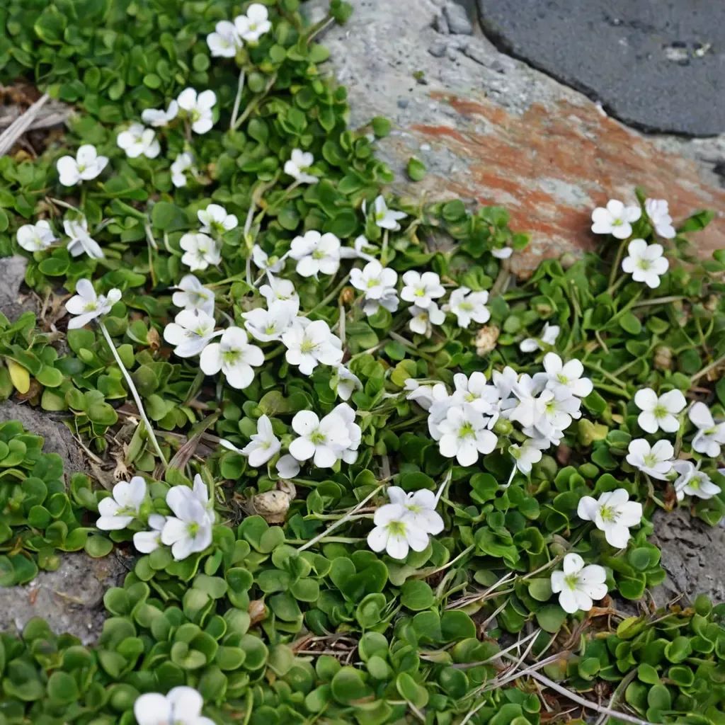 Veronica repens