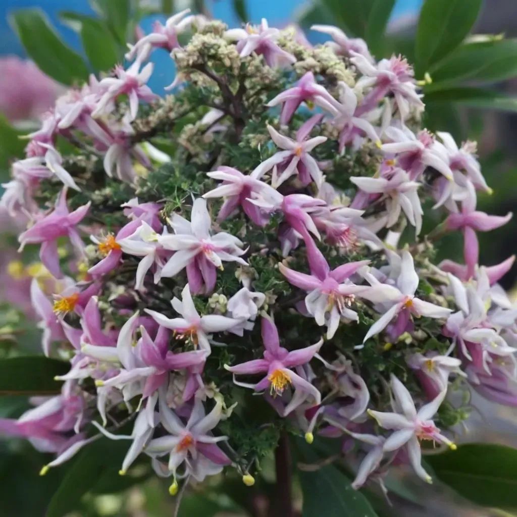 Dais cotinifolia