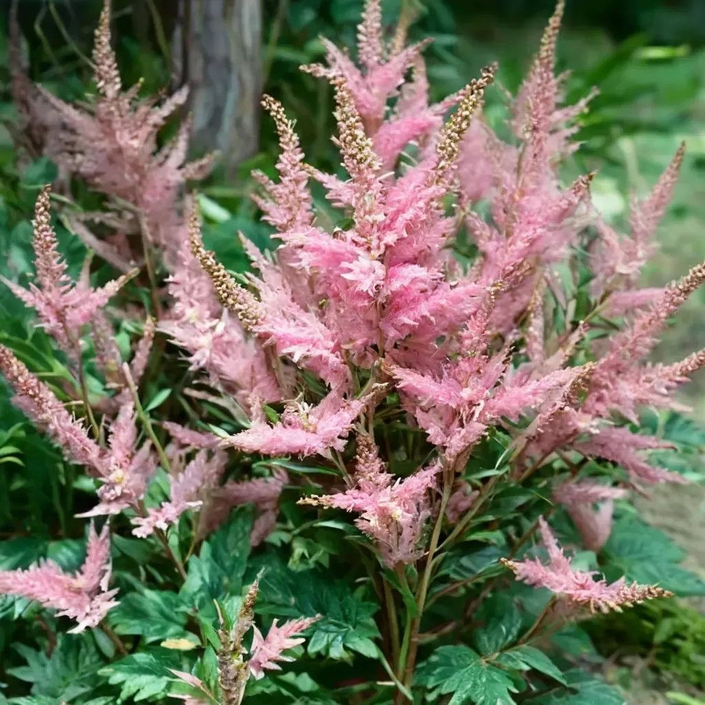 Astilbe astilbe 'Hyacinth'