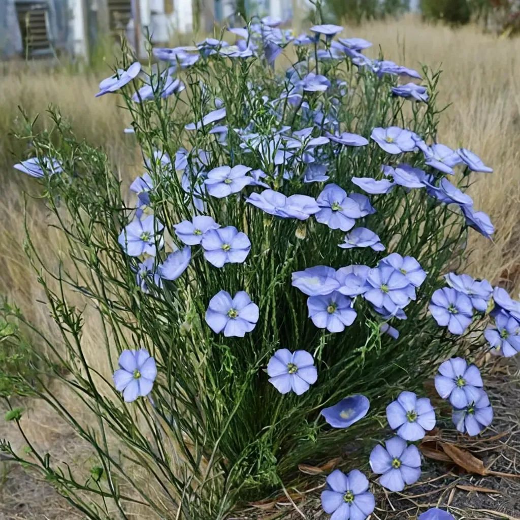 Linum lewisii