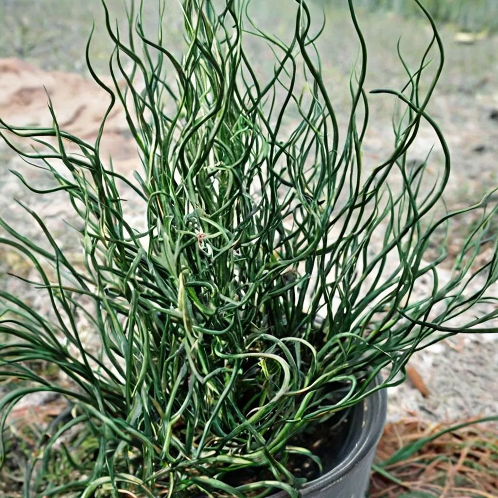 Juncus effusus 'Curly Wurly'