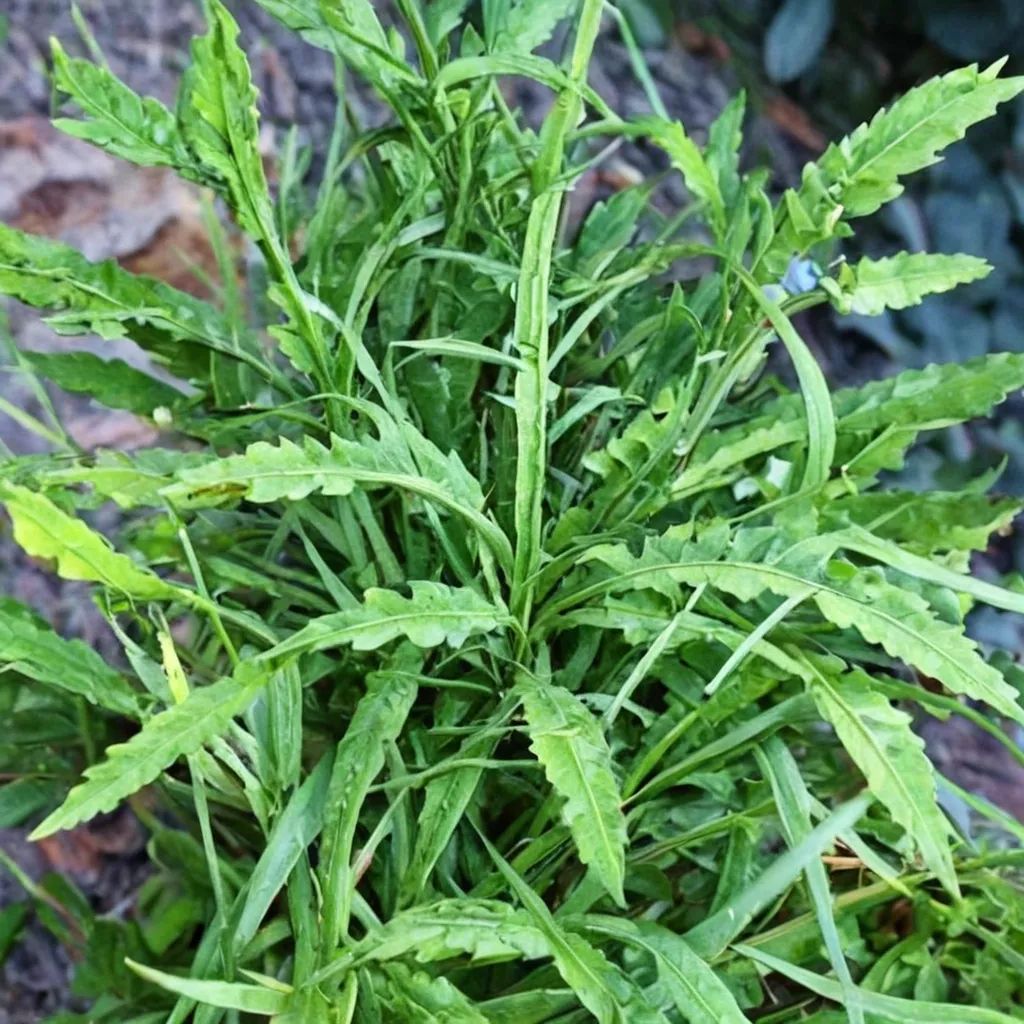 Pteris multifida 'Korean Petticoat'
