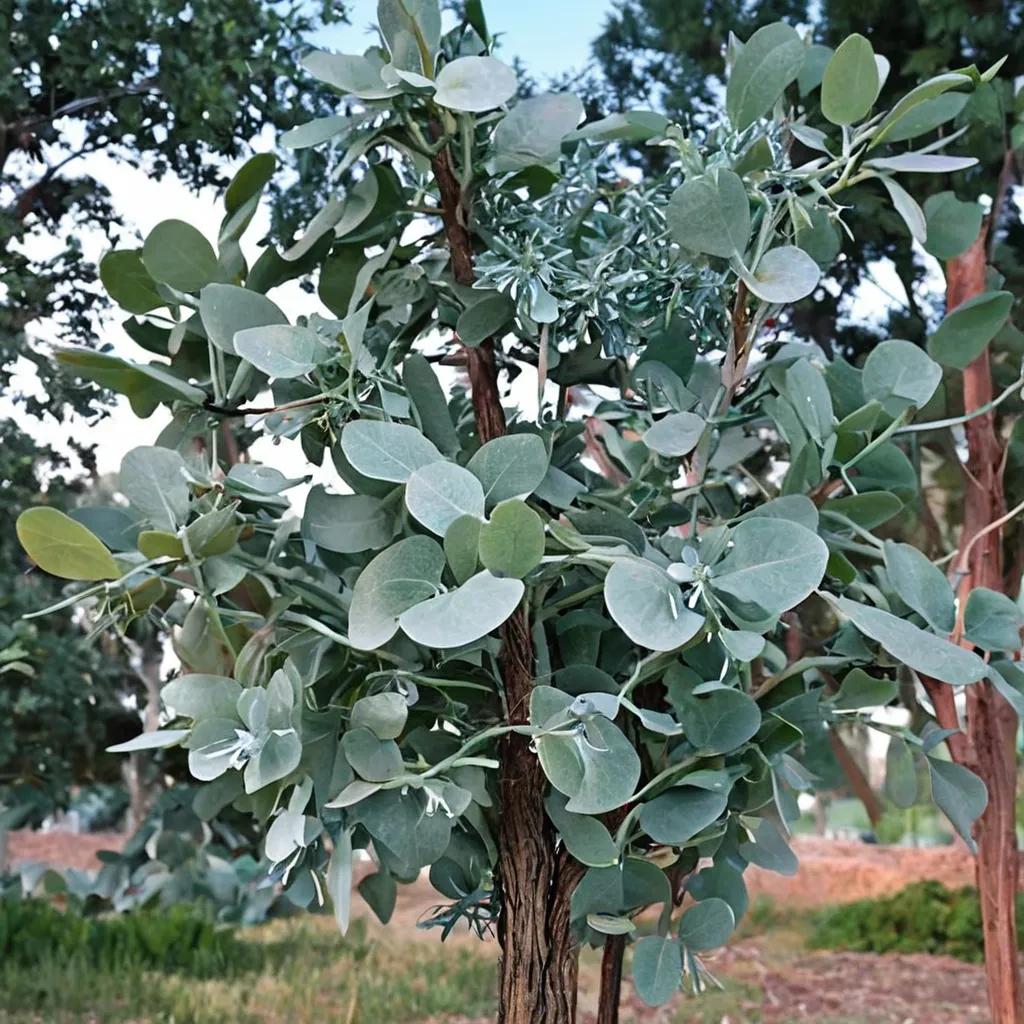 Eucalyptus