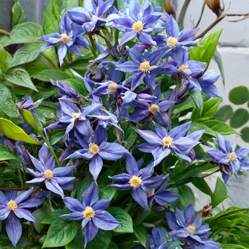 Clematis x durandii 'Skyfall'