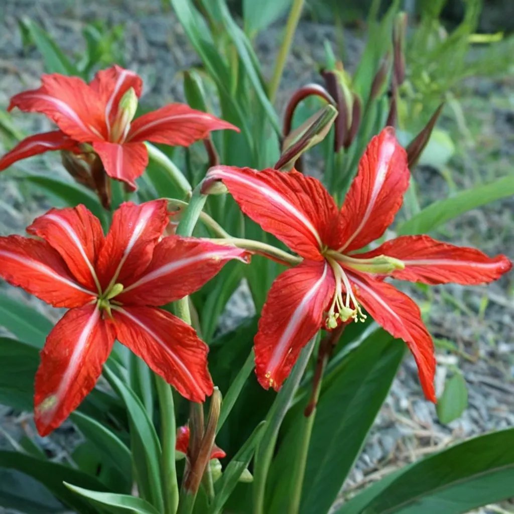 Hippeastrum x johnsonii