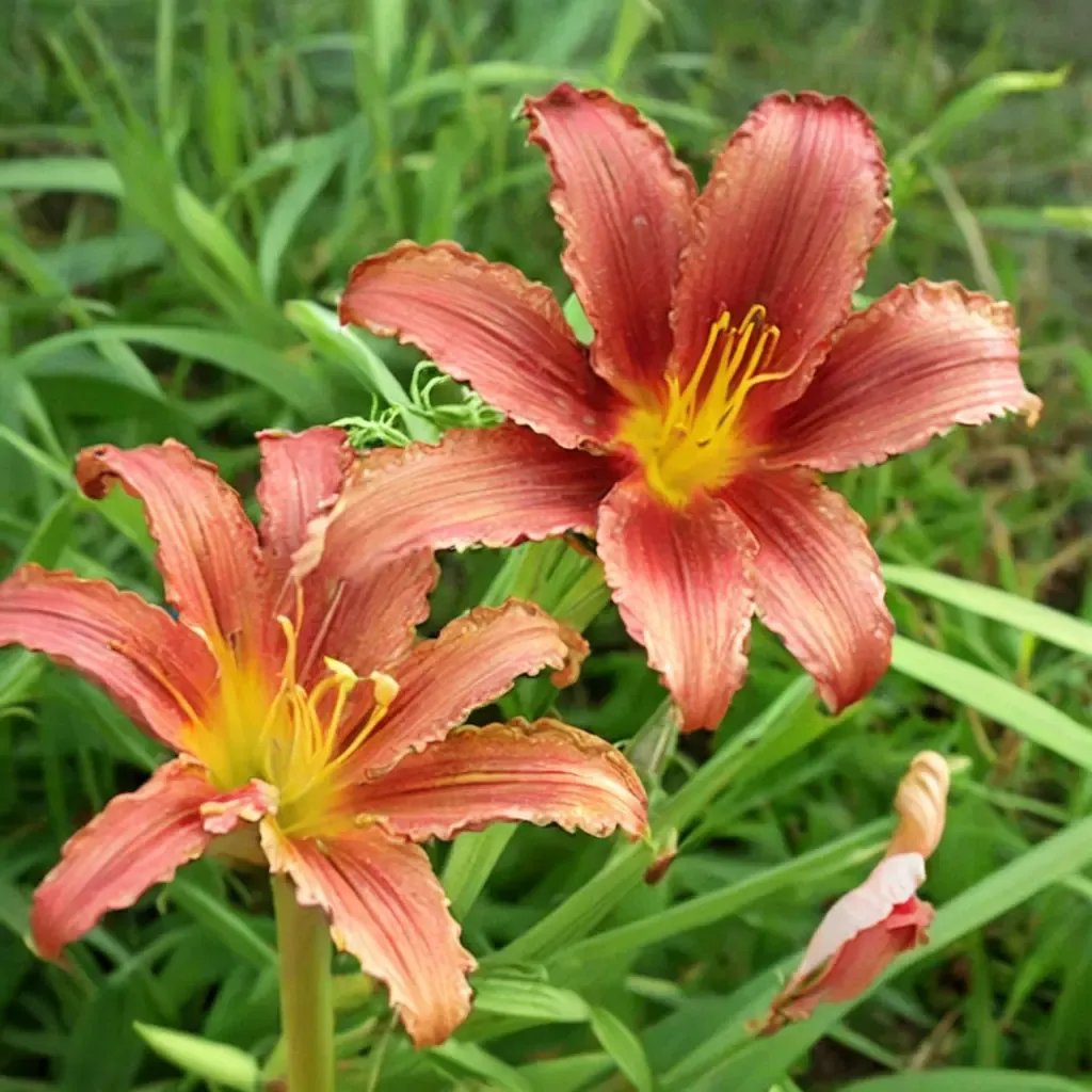 Hemerocallis fulva 'Autumn Accent'
