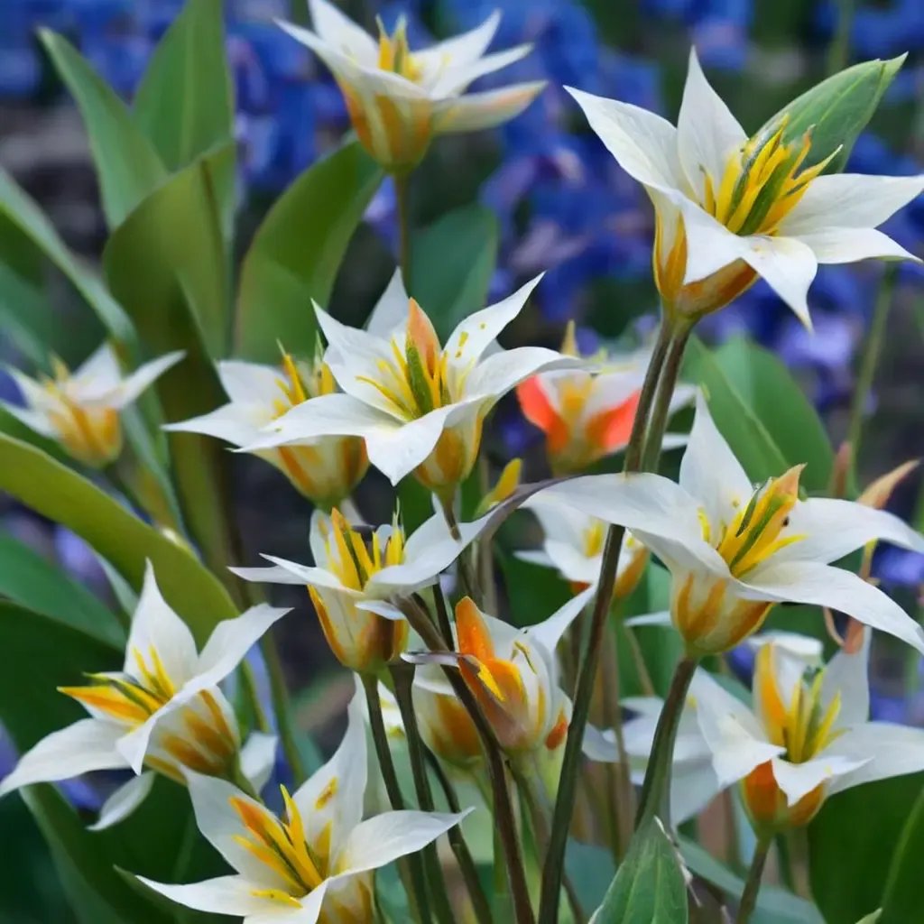 Tulipa turkestanica 'Maytime'