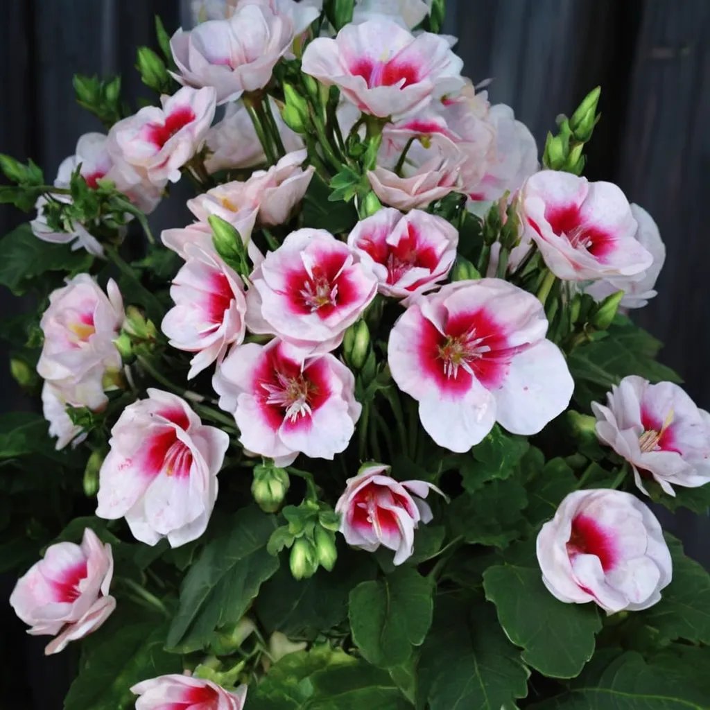Pelargonium x hortorum 'White Splash'