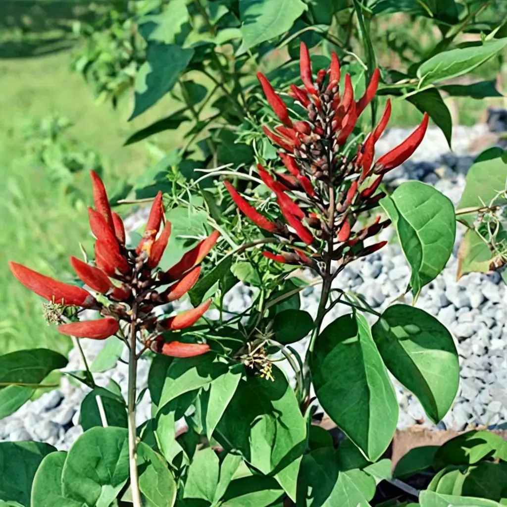 Erythrina bidwillii