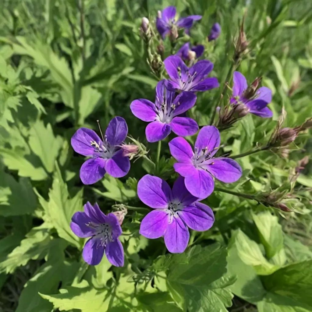 Geranium sylvaticum 'Birch Lilac'