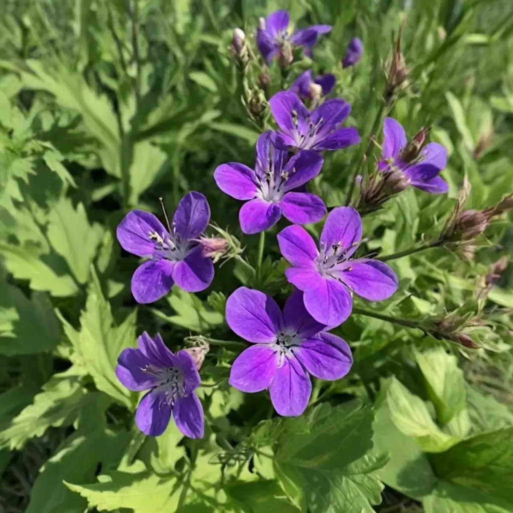 Geranium sylvaticum 'Birch Lilac'