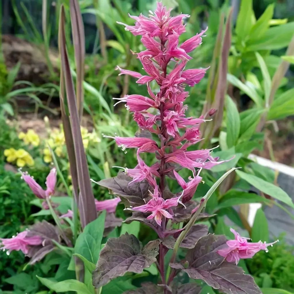 Agastache foeniculum 'Bolero'