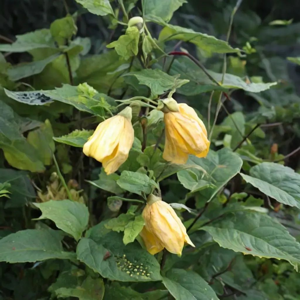 Abutilon megapotamicum 'Canary Bird'