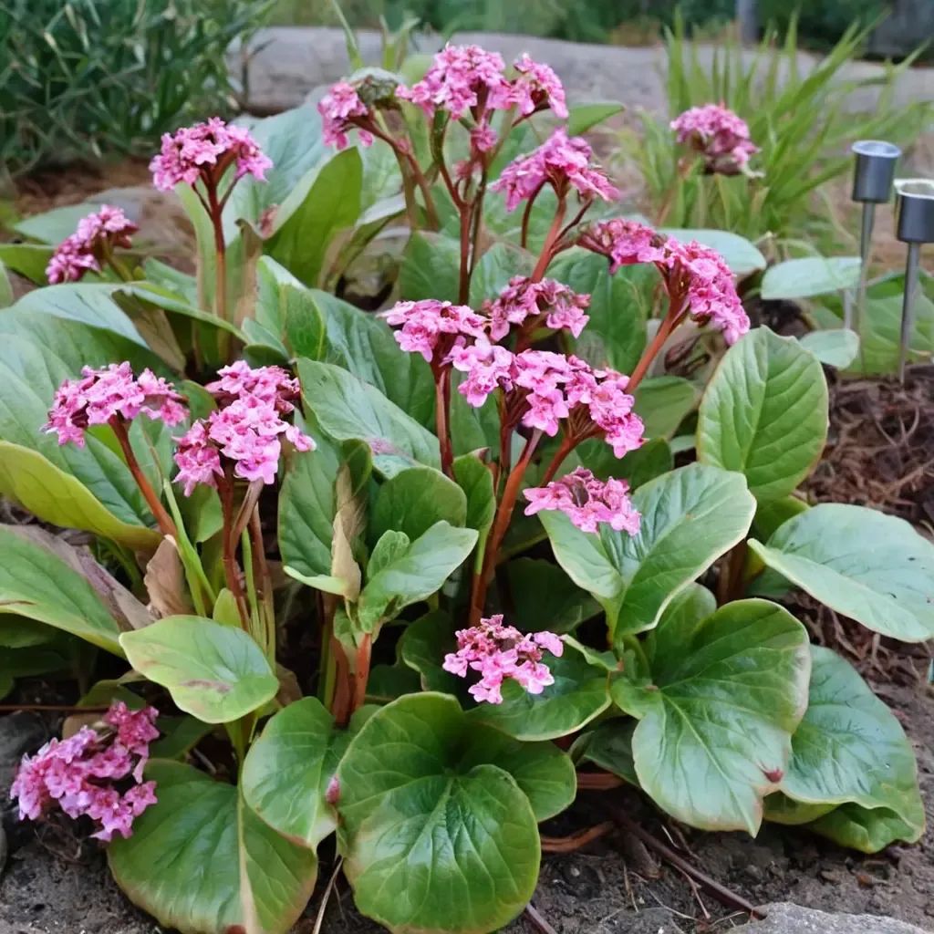 Bergenia cordifolia
