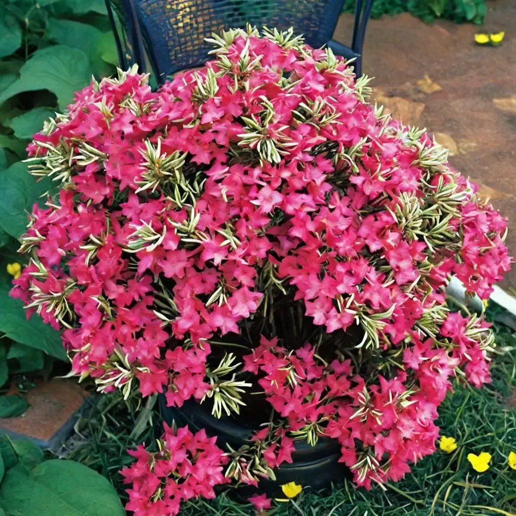 Rhododendron x hybrida 'Bollywood'