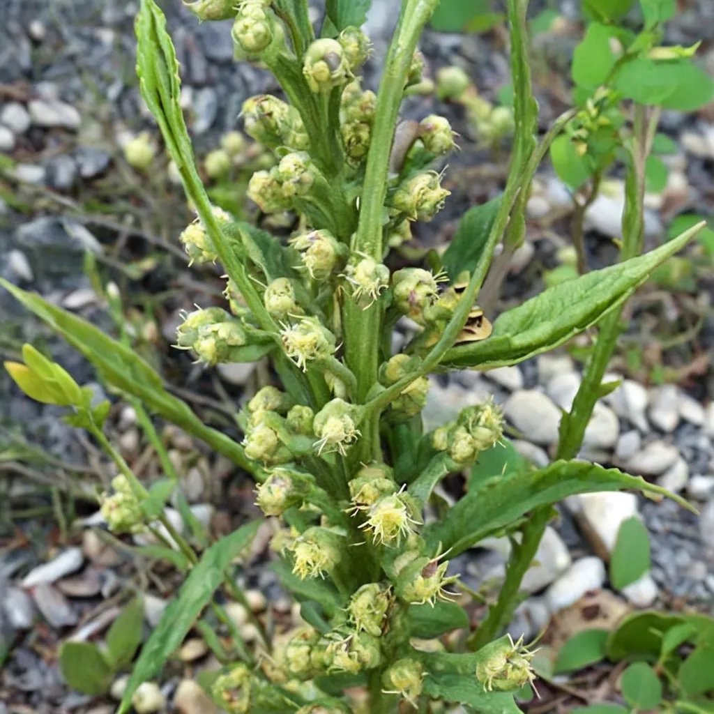 Artemisia michauxiana 'Discolor'