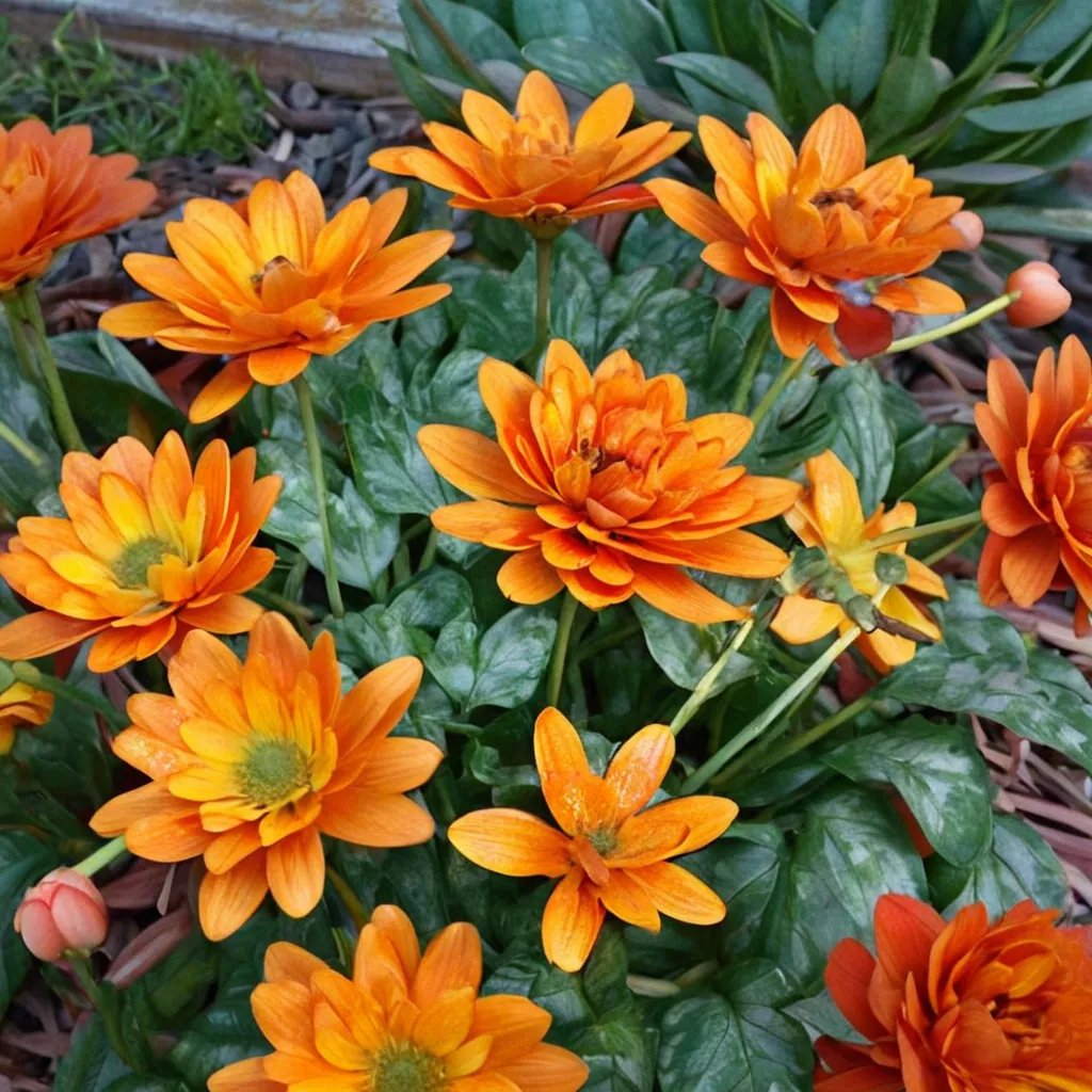Ranunculus ficaria 'Orange You Cute'
