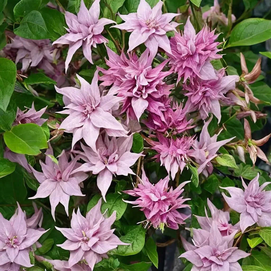 Clematis x jackmanii 'Multi Pink'