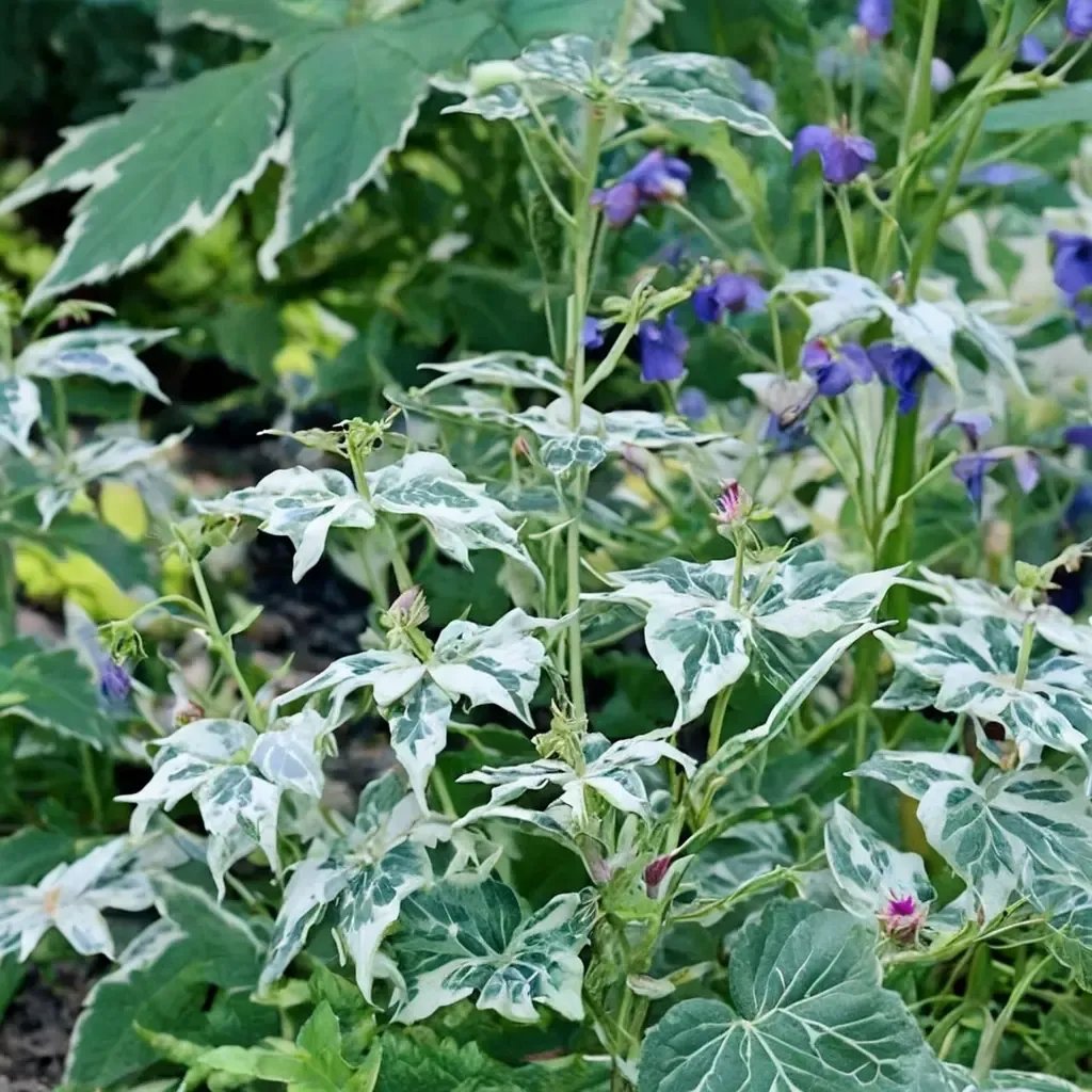 Caryopteris divaricata 'Snow Fairy'