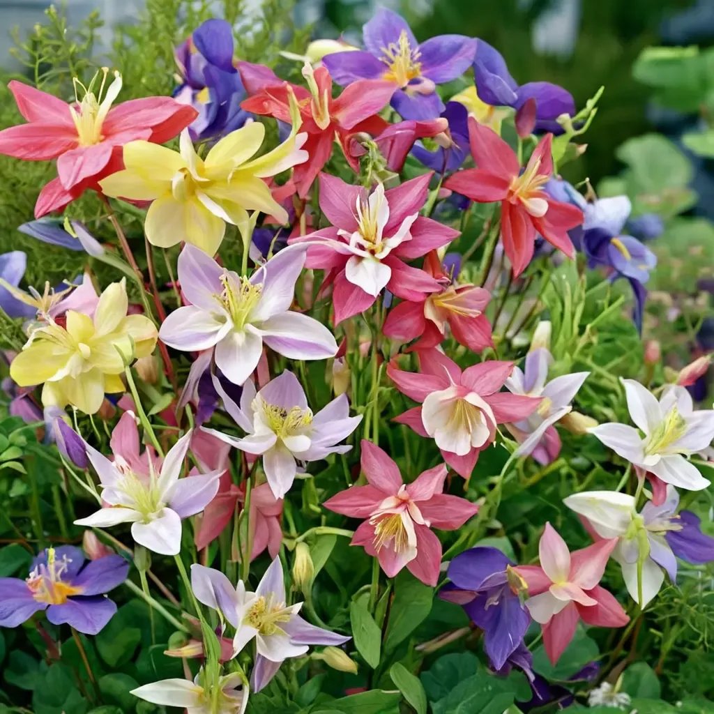 Aquilegia vulgaris 'McKana Hybrid'