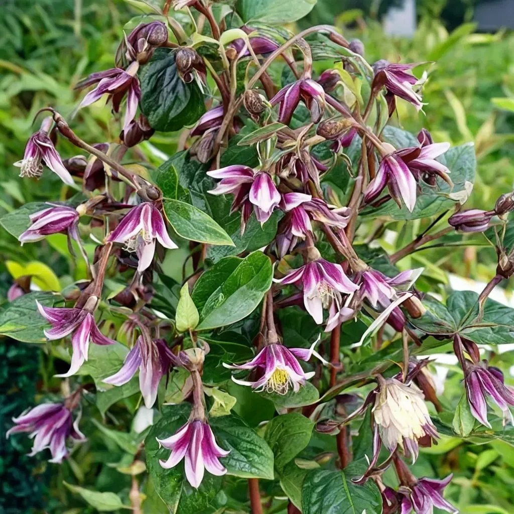 Clematis vitalba 'Jan Fopma'