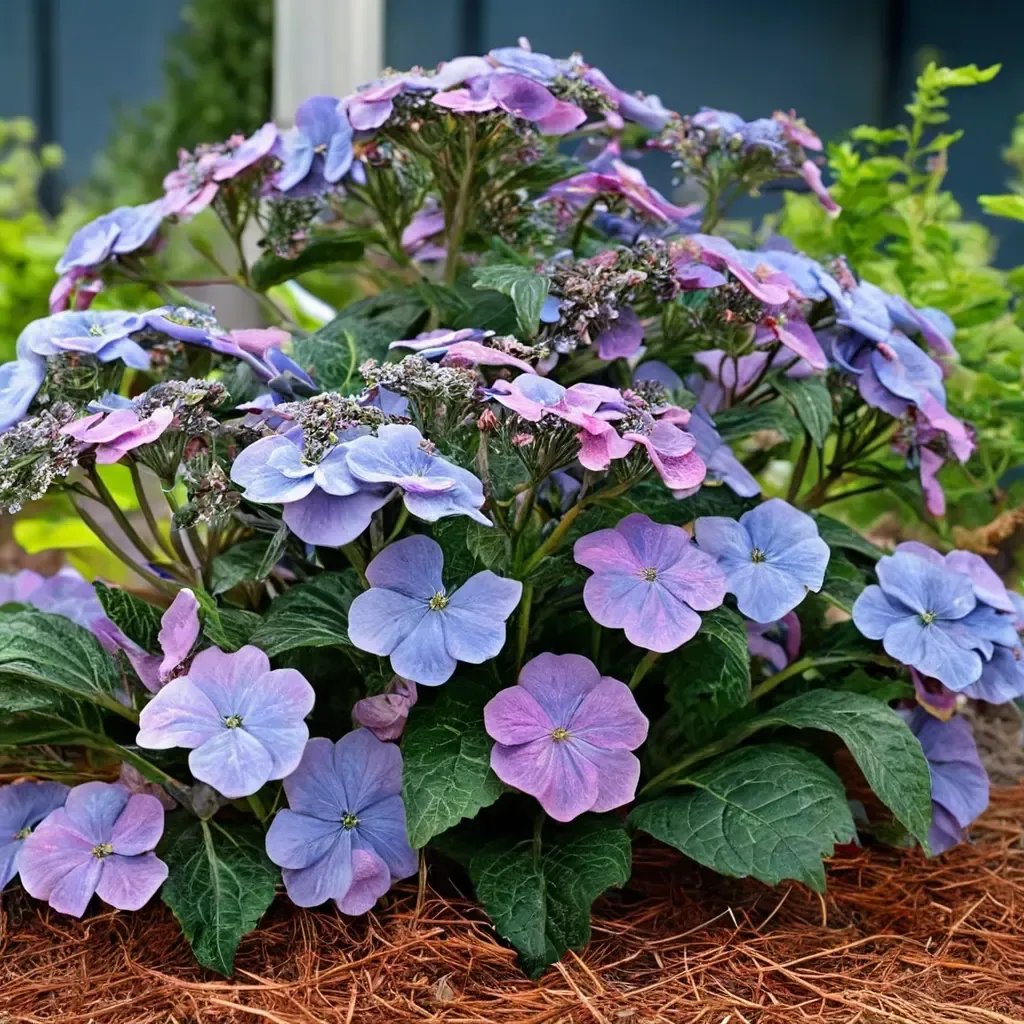 Hydrangea macrophylla 'Endless Summer Pop Star'