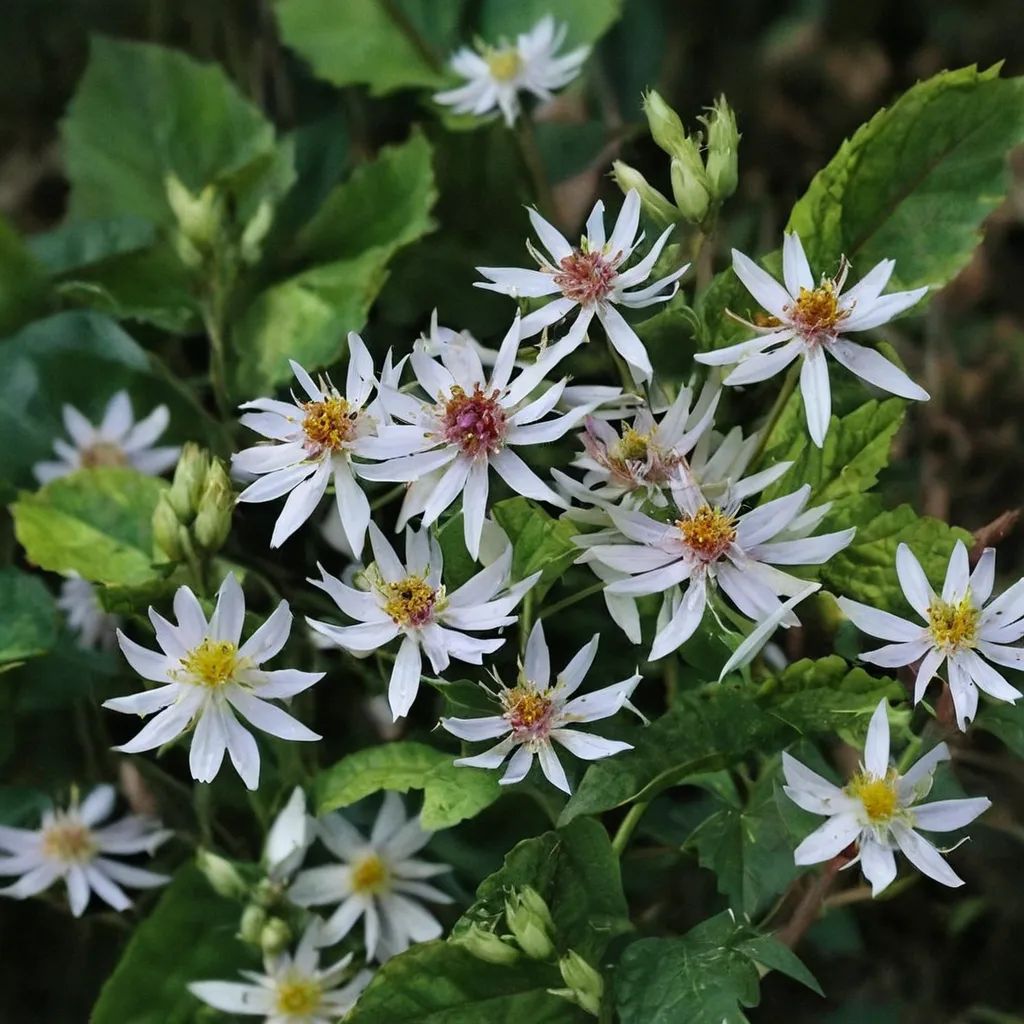 Eurybia divaricata 'Fiesta'