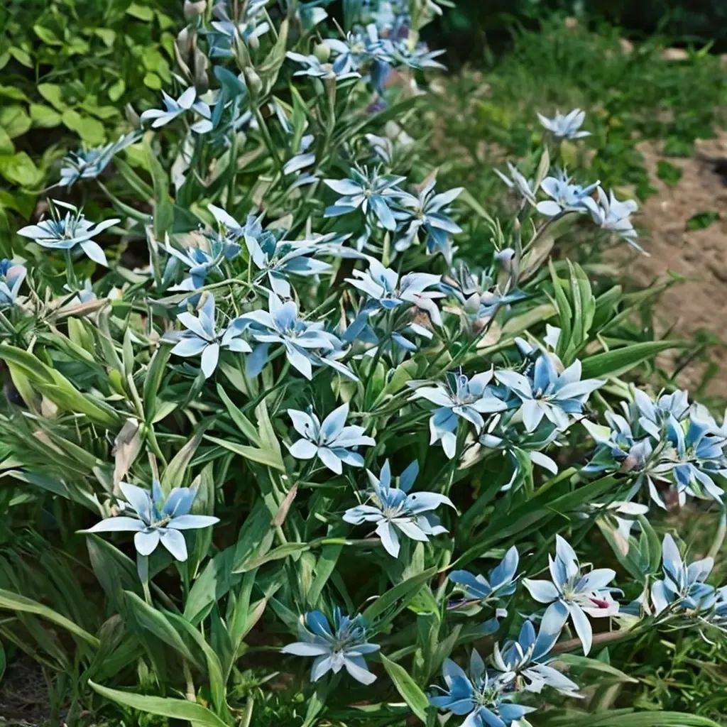 Tweedia caerulea 'Heaven Born'