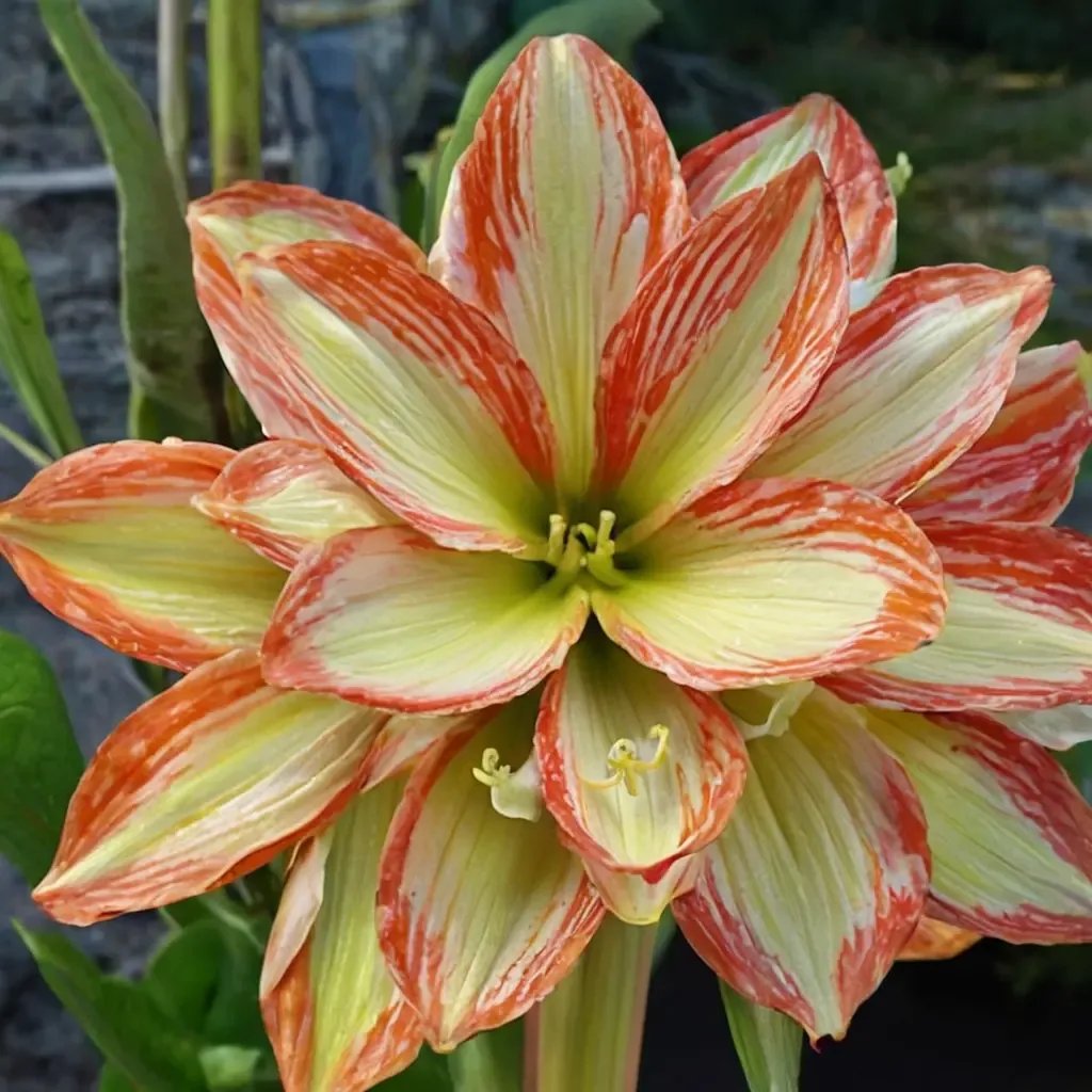 Hippeastrum x floribundum
