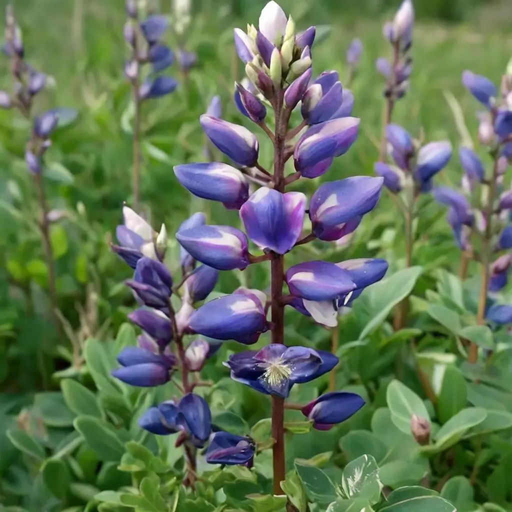 Lupinus succulentus