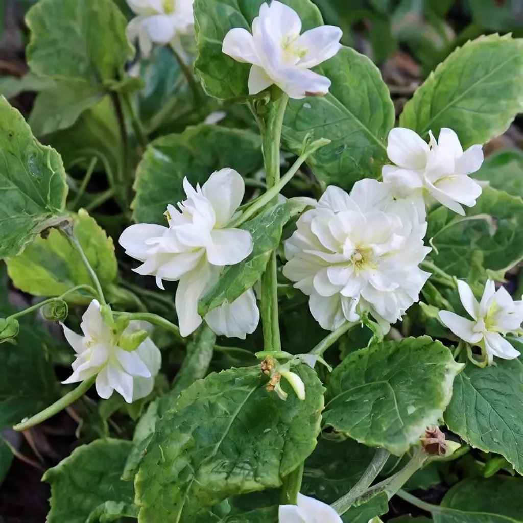 Viola odorata 'Comte de Brazza'