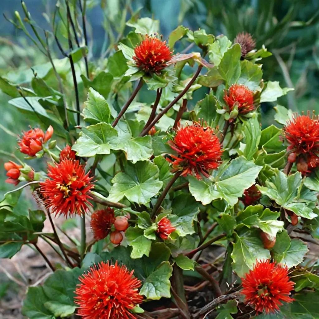 Greyia sutherlandii