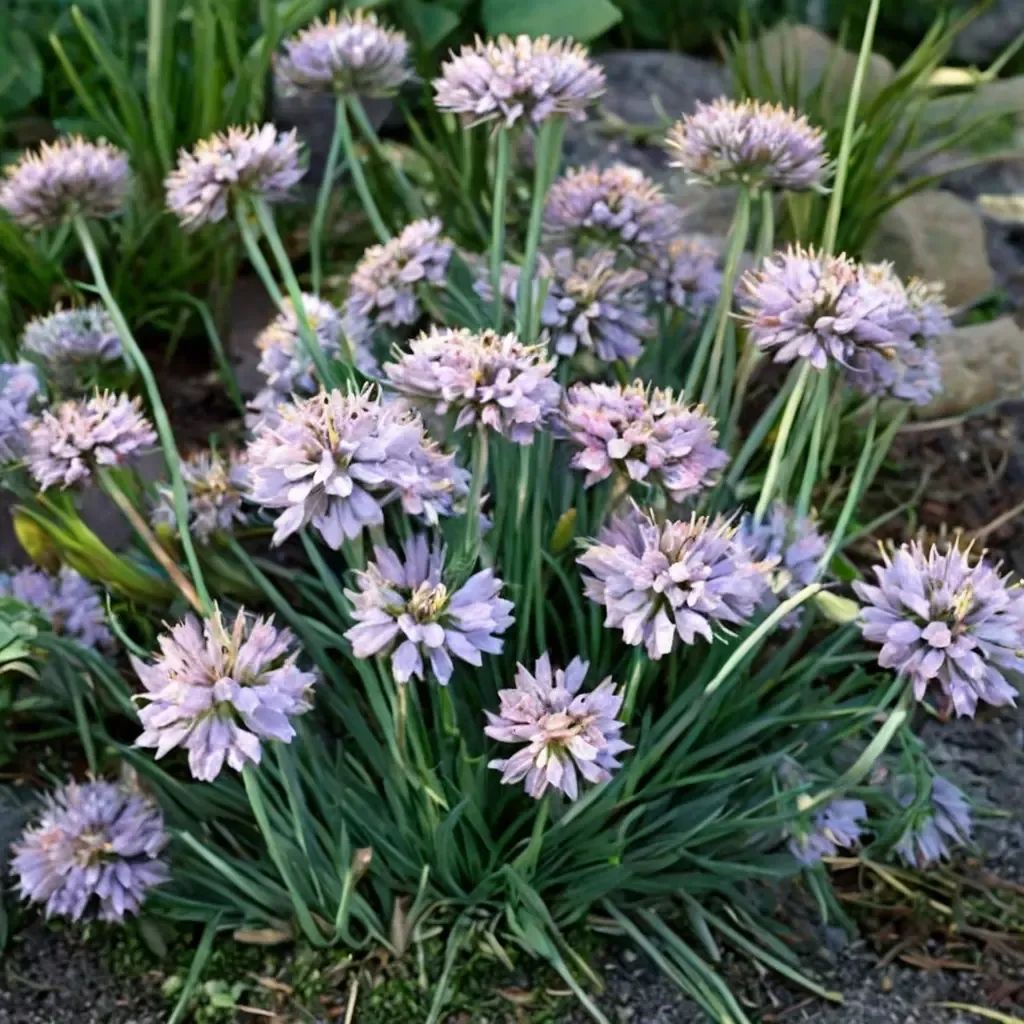 Allium glaucum