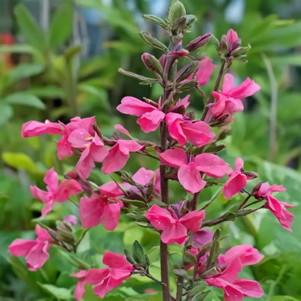 Salvia x superba 'Penny's Smile'